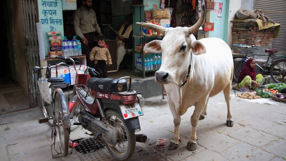 Ind dostal u soudu doživotí za pašování krav, protože jsou posvátné
